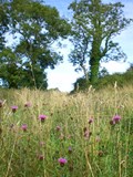 Eithinog fields