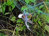 Illegally trapped! © Conservation India