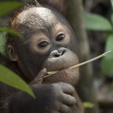 Young Orang-utan in Borneo © Chris Perrett