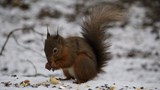 A red squirrel in snow by Sarah McClay