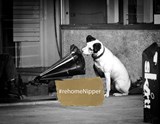 Re-home Nipper & Thousands like him!