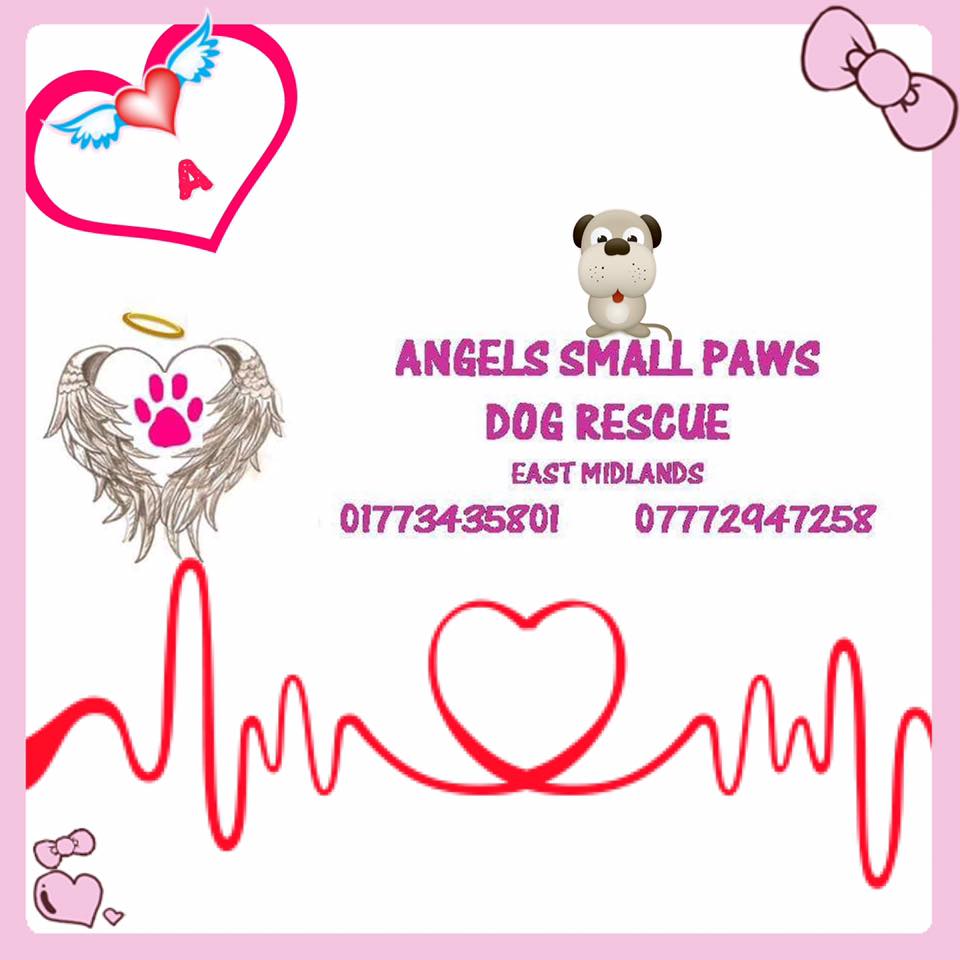 small paws animal rescue