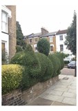 Squirrel hedge