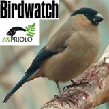 Azores Bullfinch by Pedro Monteiro