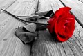 Lola-Rose Foundation Ltd Logo