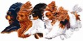 CavalierMatters