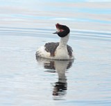 Hooded Grebe © www.pbase.com/james_lowen