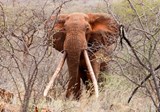 Tsavo Trust's logo inspiration!