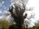 The Tree