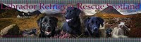 Labrador Retriever Rescue Scotland SCIO