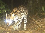 Ocelot - camera trap photo at night
