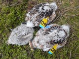 red kites found dead March 2014