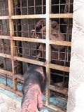 PLEASE HELP US RESCUE AFRICA!