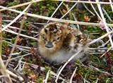 John O Sullivan RSPB