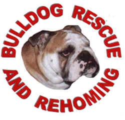 bulldog rescue and rehoming trust