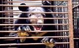 'Mouse' arriving at our rescue centre