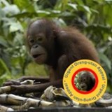 Orang-utan in Borneo. Copyright: WLT