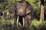 Wild Sumatran elephant