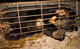 HELP END THIS VILE INDUSTRY