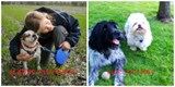 Rescued from the brutal dog meat trade