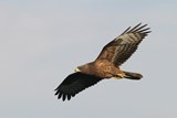 Honey Buzzard