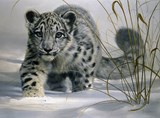 Snow Leopard Cub
