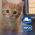 Bristol Dogs and Cats Home and RSPCA Bristol & District Branch