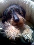 The best pup in the world!