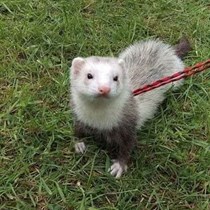 Last Chance Coventry Ferret Rescue