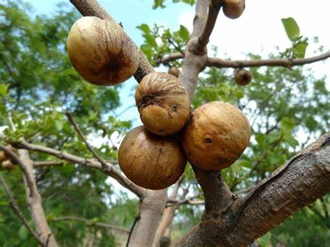 Liste des arbres fruitiers indigènes au Zimbabwe