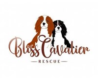 Bliss Cavalier Rescue