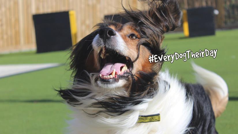 dogs trust help with neutering