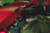 Fundraiser icon