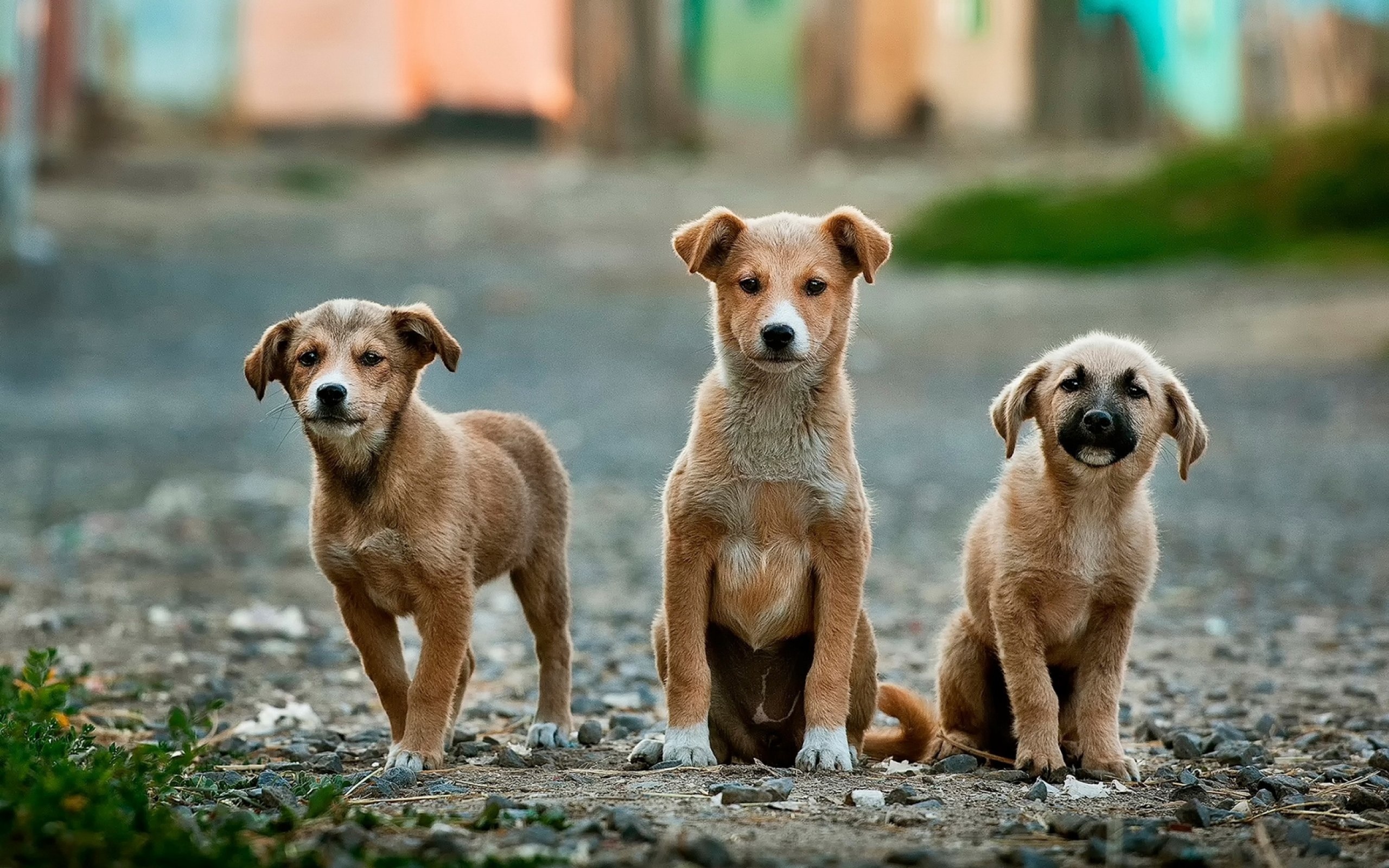 Crowdfunding to Save Mauritian stray dogs from being brutally killed on