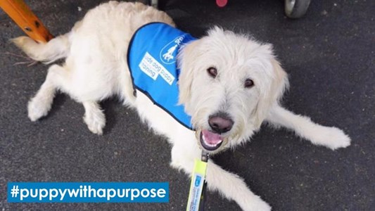 What Freedom Do Guide Dogs Give Blind People What Freedom Do Guide Dogs Give Blind People