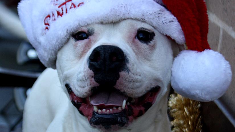 rspca york dogs for rehoming