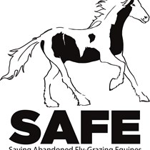 Saving Abandoned Fly-Grazing Equines