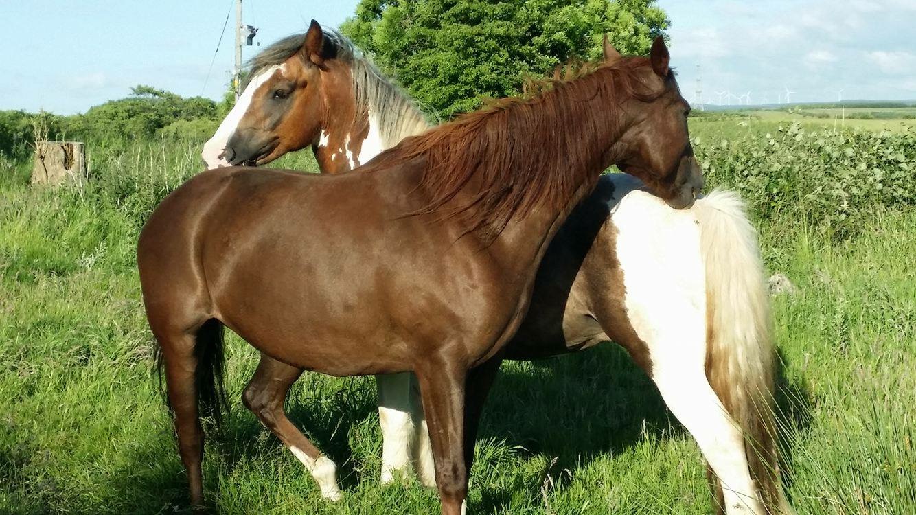 Crowdfunding to help Katies Cradle Horse Sanctuary following the death ...
