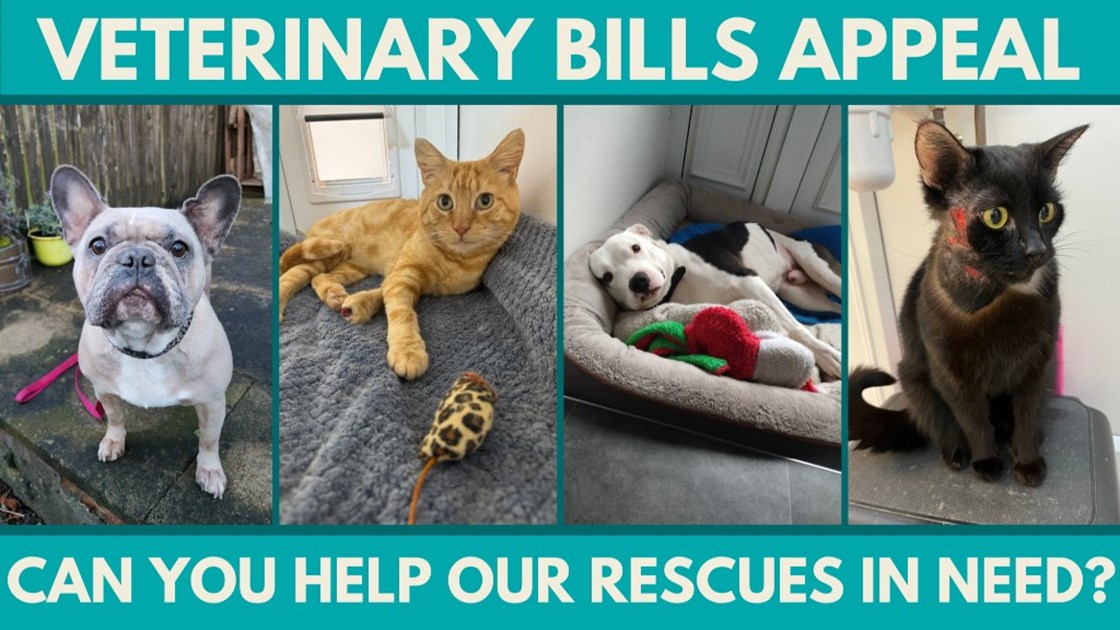 Veterinary Bills Appeal Please help our rescues in need JustGiving