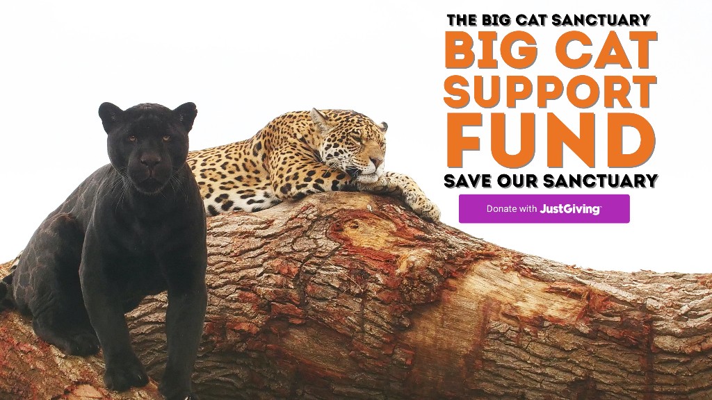 Big sales cat charities