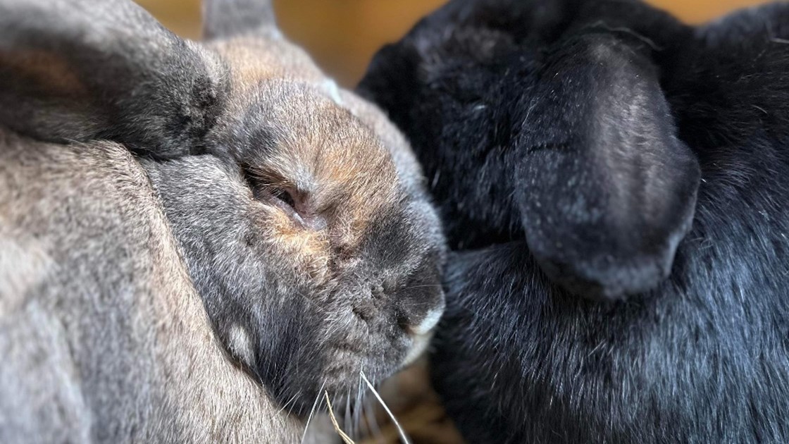 Rabbit vet bills JustGiving