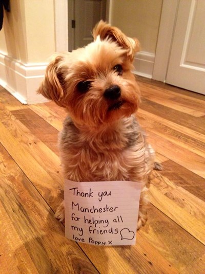 Manchester And Cheshire Dogs Home Just Giving Manchester And Cheshire Dogs Home Just Giving
