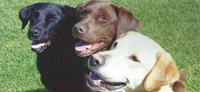 The Labrador Rescue Trust