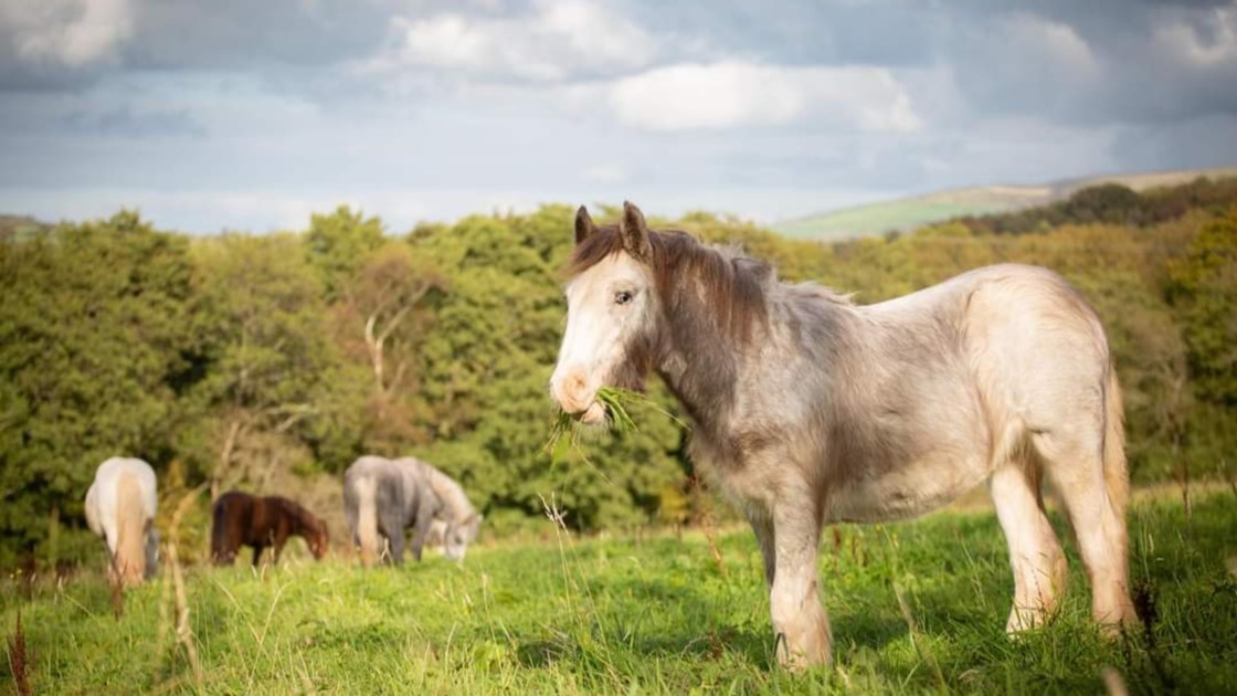 Lluest Horse and Pony Trust - JustGiving