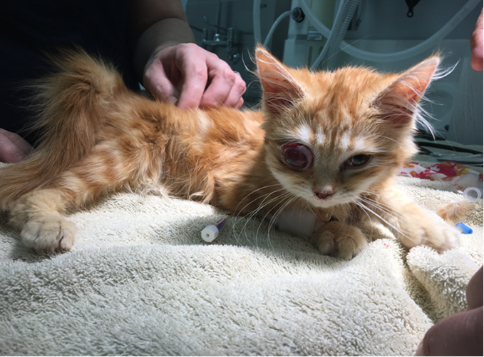Cats Protection Wokingham Cats Protection Wokingham