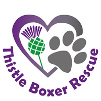 Thistle Boxer Rescue