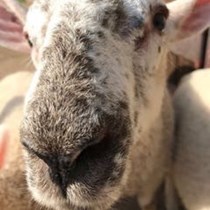 Lisa James Animal Foundation