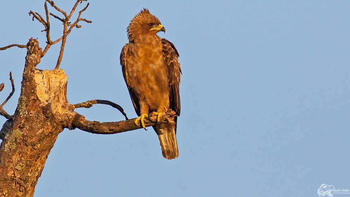 The African Raptor Leadership Grant - JustGiving