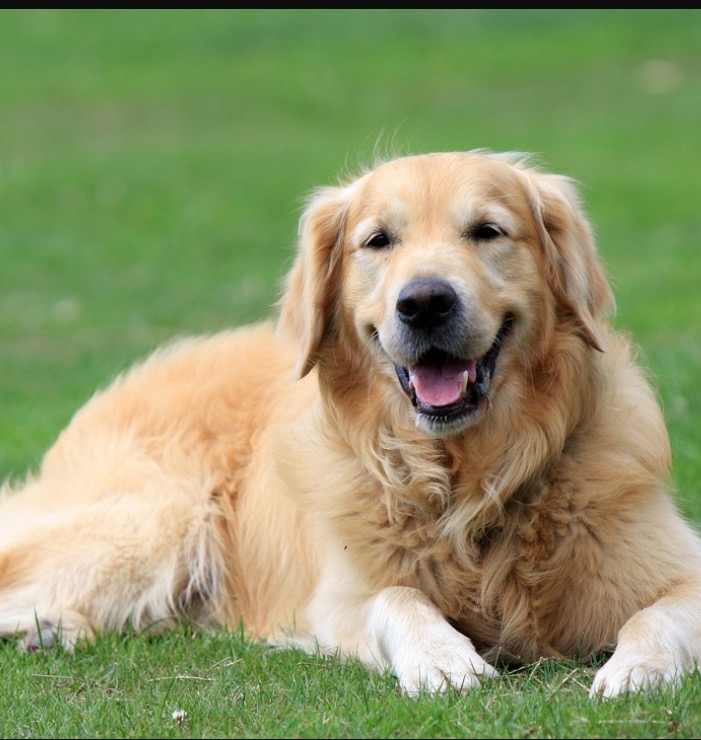 Crowdfunding to Rescue 5 Golden Retrievers from Turkey on JustGiving