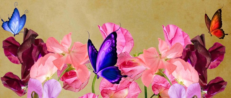 cover photo